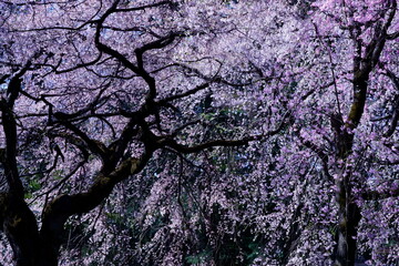 大きな桜の木に綺麗な花が開いた
