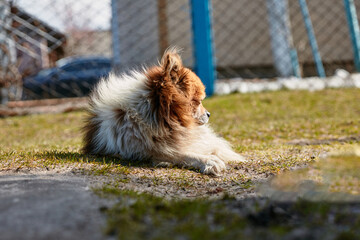 a white-brown dog lies in the yard on the green grass basking in the sun