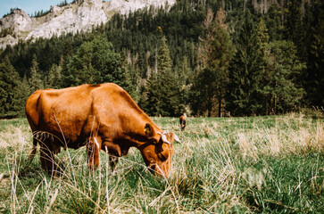 Сows grazing in a meadow near the mountains