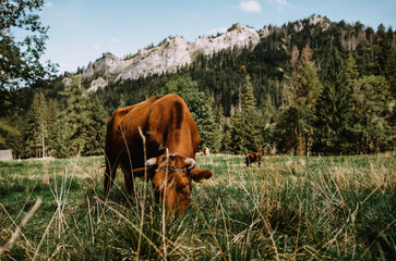 Сows grazing in a meadow near the mountains