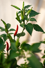 red chili pepper