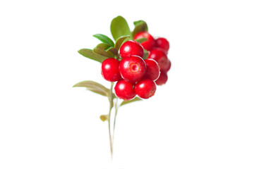 Wild cowberry (foxberry, lingonberry) with leaves isolated on white background