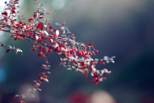 Red Barberries branch on a blurred background 