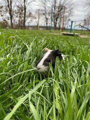 photo of a small guinea pig in tall grass. Lots of green grass. Walking guinea pig in nature