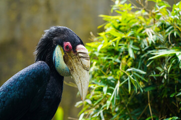 Black billed hornbill