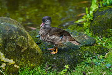 Wooden Duck standing on a rock in the lake