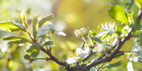 Blossoming orchard in the spring. Blossom floral background with pastel color flowers