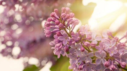 Lilac spring flowers bunch, art design background. Blooming violet lilac flowers in a garden