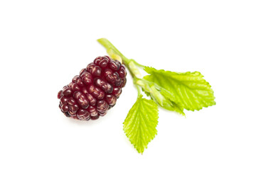 Black mulberry with green leaf isolated on white background