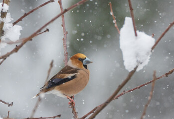 Hawfinch (Coccothraustes coccothraustes) in snowfall