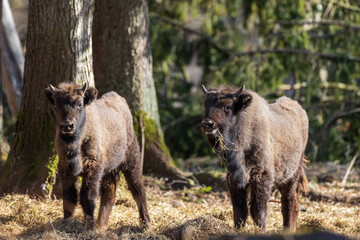 Two European Cison(Bison bonasus) calves in sunlight