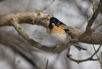 Brambling (Fringilla montifringilla) in springtime sun