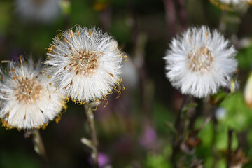 Tussilago farfara, commonly known as coltsfoot, is a plant in the groundsel tribe in the daisy family Asteraceae, native to Europe and parts of western and central Asia. The name 