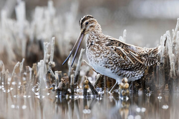 The common snipe (Gallinago gallinago)