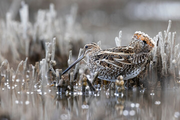 The common snipe (Gallinago gallinago)