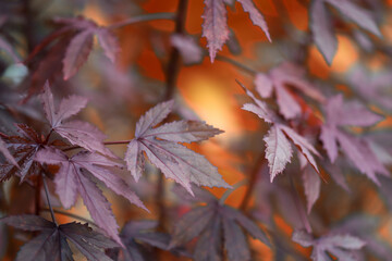 Dry fake maple leaf with blur foliage light bokeh