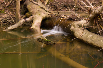 Stream in our backyard ON Canada. River in the forest. 