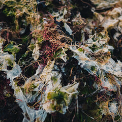 Seaweed on the beach