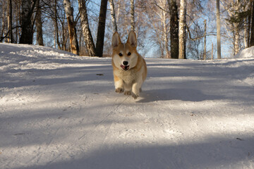 corgi dog runs in the forest in winter