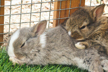 Cute little fluffy bunny rabbits sleeping in a cage