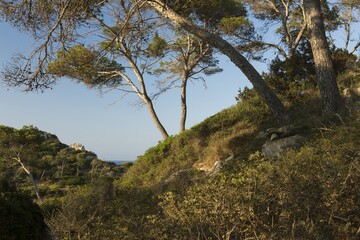 Landscape at Caló del Moro beach, beautiful trees and nature, Mallorca, Balearic Islands, Spain.