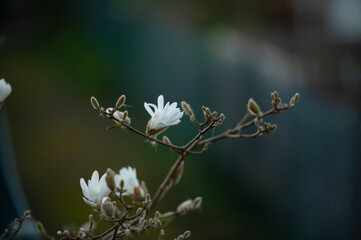 white spring flowers
