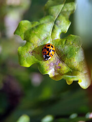 ladybird on leaf