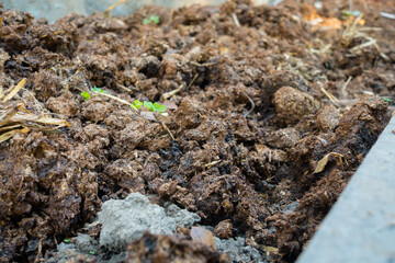 A close up shot of cattle dung organic manure in India. It is an organic fertilizer and manure containing essential nutrients for healthy growth of plants.