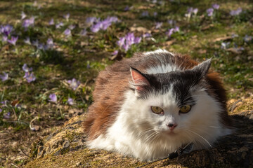 Beautiful fluffy black and white cat lies in a clearing with blooming crocuses outdoors in nature