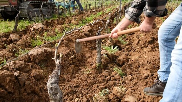 Farmer with the hoe frees the base of the plants of a vineyard from the earth and weeds after plowing with the tractor. Agricultural industry, winery. Footage.