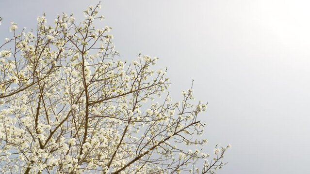 空に花咲く満開の大島桜のイメージ