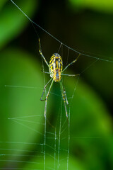 Orchard spider spotted in garden