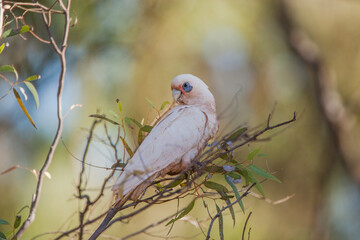 Little Corella (Cacatua sanguinea) perched on a branch in a Eucalyptus tree against blurred background