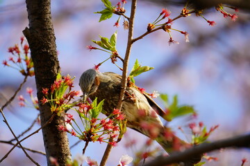 桜の蜜を吸うヒヨドリ