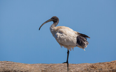 Portrait of an Australian White Ibis (Threskiornis molucca) perched on trunk of a tree against blue sky
