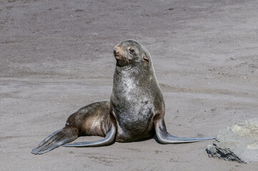 Northern Fur Seal (Callorhinus ursinus) at hauling-out in St. George Island, Pribilof Islands,...