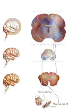 Sensorimotor loop: control of the brain to motor reactions.