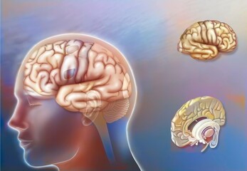Obraz premium Left and right hemisphere brain areas and midline structures.