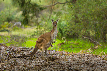 Western Grey Kangaroo (Macropus fuliginosus): female with joey in her pouch in a forest in Western Australia - obrazy, fototapety, plakaty