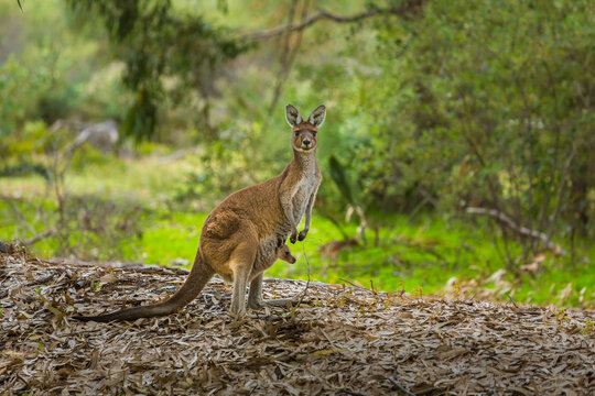 Western Grey Kangaroo (Macropus fuliginosus): female with joey in her pouch in a forest in Western Australia
