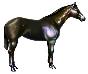 Horse of the equine family mammal on a white background.