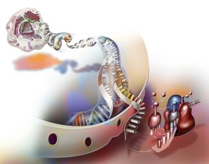 DNA transcription for protein production and translation.