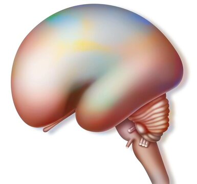 26 Week Fetus Brain On White Background.