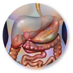 Liver and its contribution with neighboring organs: stomach intestine.