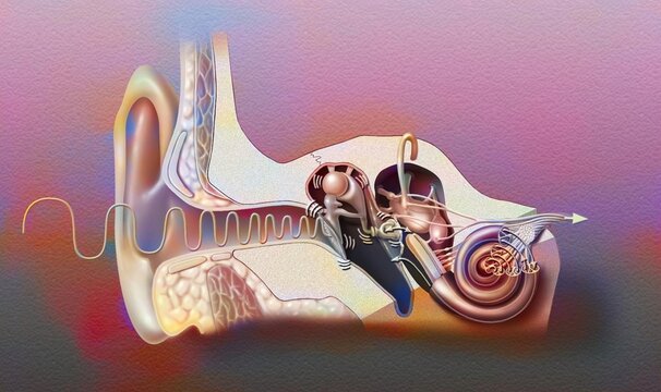 Anatomy of the ear showing the eardrum ossicles hammer anvil.
