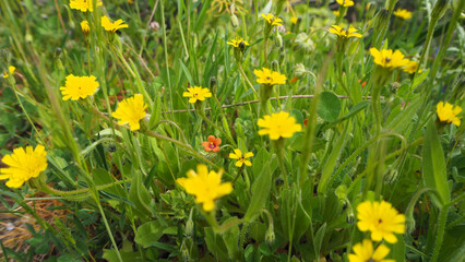 Fototapeta premium Piante e fiori