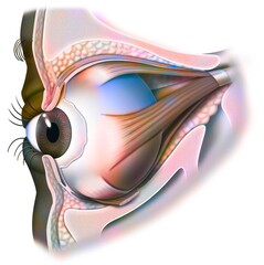 Anatomy of the eye and eyelid (viewed from 3/4) with iris pupil.
