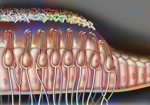 Anatomy of the macule showing the cells (ciliates supports).