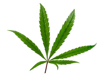 Leaf of Hemp or therapeutic cannabis close-up on cutout white.