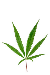Leaf of Hemp or therapeutic cannabis close-up on cutout white.